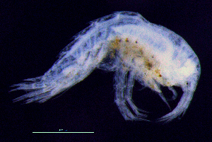  ( - 9-9S_Syno3_2012_5)  @11 [ ] CreativeCommons  Attribution Non-Commercial Share-Alike (2021) Anna Jazdzewska University of Lodz, Dept of Invertebrate Zoology and Hydrobiology