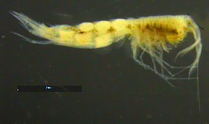  ( - 9-9S_Syno5_2012_1)  @11 [ ] CreativeCommons  Attribution Non-Commercial Share-Alike (2021) Anna Jazdzewska University of Lodz, Dept of Invertebrate Zoology and Hydrobiology