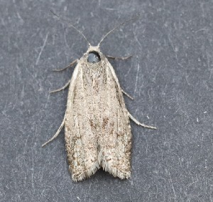  ( - AKLEP118)  @11 [ ] CreativeCommons  Attribution Non-Commercial Share-Alike (2023) Jason Grant Universit&eacute; de Neuch&acirc;tel, Switzerland