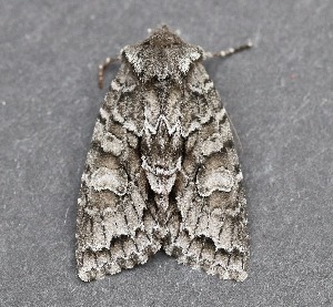  ( - AKLEP342)  @11 [ ] CreativeCommons  Attribution Non-Commercial Share-Alike (2023) Jason Grant Universit&eacute; de Neuch&acirc;tel, Switzerland