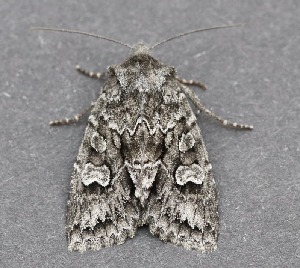  ( - AKLEP348)  @11 [ ] CreativeCommons  Attribution Non-Commercial Share-Alike (2023) Jason Grant Universit&eacute; de Neuch&acirc;tel, Switzerland