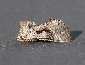  ( - AKLEP747)  @11 [ ] CreativeCommons  Attribution Non-Commercial Share-Alike (2025) Jason Grant Universit&eacute; de Neuch&acirc;tel, Switzerland