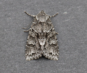  ( - AKLEP894)  @11 [ ] CreativeCommons  Attribution Non-Commercial Share-Alike (2025) Jason Grant Universit&eacute; de Neuch&acirc;tel, Switzerland