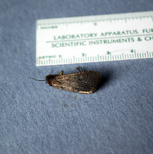  ( - AKLEP975)  @11 [ ] CreativeCommons  Attribution Non-Commercial Share-Alike (2025) Lisa Jodwalis Universit&eacute; de Neuch&acirc;tel, Switzerland