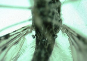  ( - ARA207)  @12 [ ] Copyright (2013) Giovan Gomez Universidad de Antioquia