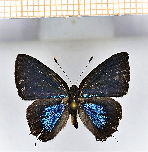  ( - LDIR1)  @11 [ ] copyright (2025) Louis Diringer Unspecified