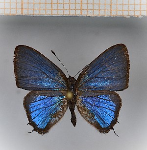  ( - LDIR3)  @11 [ ] copyright (2025) Louis Diringer Unspecified