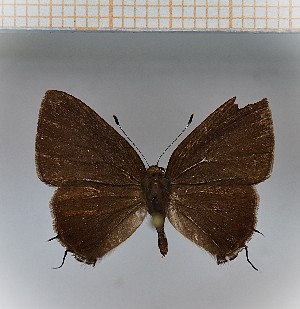  ( - LDIR7)  @11 [ ] copyright (2025) Louis Diringer Unspecified