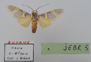  (Emurena lurida - JEBR5)  @11 [ ] copyright (2025) Jean Breard Unspecified