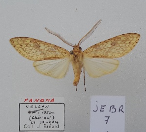  (Lophocampa cf.subannula - JEBR7)  @11 [ ] copyright (2025) Jean Breard Unspecified