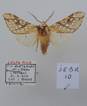  (Lophocampa sp.1 - JEBR10)  @11 [ ] copyright (2025) Jean Breard Unspecified