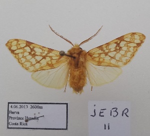  (Lophocampa sp.2 - JEBR11)  @11 [ ] copyright (2025) Jean Breard Unspecified