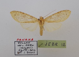  (Lophocampa cf. catenulata - JEBR12)  @11 [ ] copyright (2025) Jean Breard Unspecified