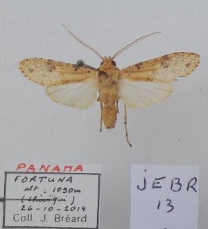  (Lophocampasp.3 - JEBR13)  @11 [ ] copyright (2025) Jean Breard Unspecified