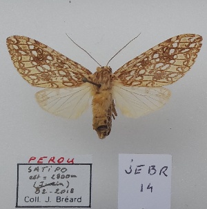  (Lophocampasp.4 - JEBR14)  @11 [ ] copyright (2025) Jean Breard Unspecified