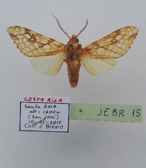  (Lophocampasp.5 - JEBR15)  @11 [ ] copyright (2025) Jean Breard Unspecified