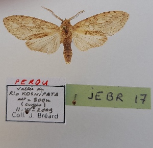  (Leucanopsis sp.1 - JEBR17)  @11 [ ] copyright (2025) Jean Breard Unspecified