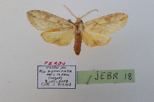  (Leucanopsis sp.2 - JEBR18)  @11 [ ] copyright (2025) Jean Breard Unspecified