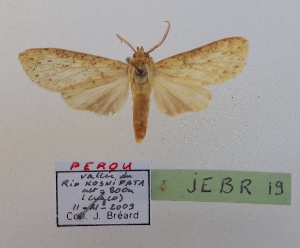  (Leucanopsis sp.3 - JEBR19)  @11 [ ] copyright (2025) Jean Breard Unspecified