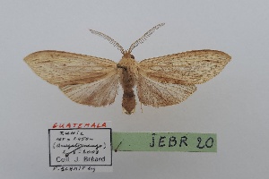  (Leucanopsis sp.4 - JEBR20)  @11 [ ] copyright (2025) Jean Breard Unspecified