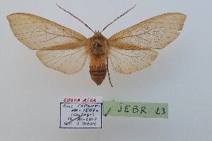  (Pseudohemihyalea sp.1 - JEBR23)  @11 [ ] copyright (2025) Jean Breard Unspecified
