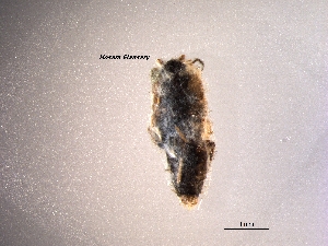 (Thermobia aegyptiaca - Hedaya68)  @12 [ ] Copyright (2013) Dr. Hosam Elansary Alexandria University