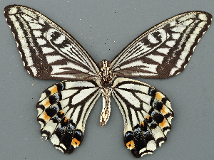  (Papilio xuthus kuxinga - Fhsu_05)  @11 [ ] by-nc (2023) Frank Hsu Unspecified