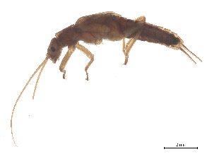  (Brachyptera algirica - CBG-B23869-A04)  @11 [ ] CreativeCommons - Attribution (2025) CBG Photography Group Centre for Biodiversity Genomics