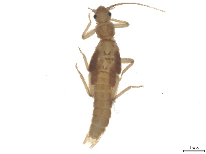  ( - CBG-B23869-A10)  @11 [ ] CreativeCommons - Attribution (2025) CBG Photography Group Centre for Biodiversity Genomics