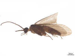  (Agapetus numidicus - CBG-B23869-C08)  @11 [ ] CreativeCommons - Attribution (2025) CBG Photography Group Centre for Biodiversity Genomics