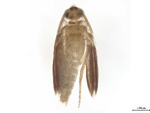  (Hydroptila serrata - CBG-B23869-D01)  @11 [ ] CreativeCommons - Attribution (2025) CBG Photography Group Centre for Biodiversity Genomics