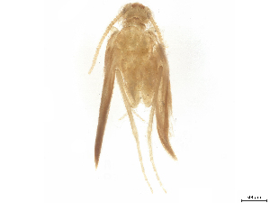  (Hydroptila fortunata - CBG-B23869-D02)  @11 [ ] CreativeCommons - Attribution (2025) CBG Photography Group Centre for Biodiversity Genomics