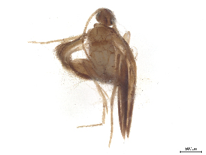  (Orthotrichia angustella - CBG-B23869-D04)  @11 [ ] CreativeCommons - Attribution (2025) CBG Photography Group Centre for Biodiversity Genomics