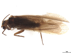  (Chimarra cf. marginata - CBG-B23869-D06)  @11 [ ] CreativeCommons - Attribution (2025) CBG Photography Group Centre for Biodiversity Genomics