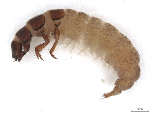  ( - CBG-B23869-G04)  @11 [ ] CreativeCommons - Attribution (2025) CBG Photography Group Centre for Biodiversity Genomics