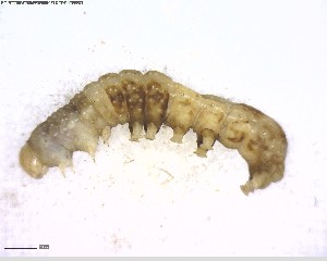  ( - BIOUG06757-A02)  @12 [ ] CreativeCommons - Attribution (2011) M. Alex Smith Centre for Biodiversity Genomics