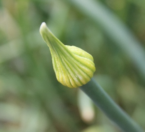  (Allium fistulosum - UNKAR2251)  @11 [ ] CreativeCommons - Attribution Non-Commercial (2014) Unspecified Karlsruhe Institute of Technology, Botanical Garden