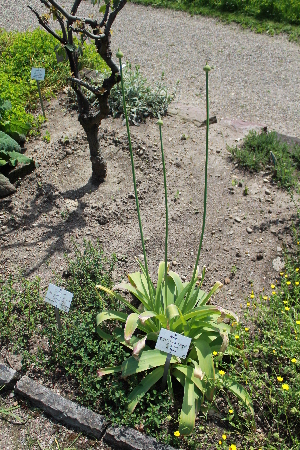  (Allium giganteum - UNKAR4536)  @11 [ ] CreativeCommons - Attribution Non-Commercial (2014) Unspecified Karlsruhe Institute of Technology, Botanical Garden