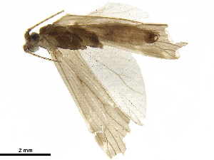  (Athripsodes corniculans - LIM 846U)  @11 [ ] CreativeCommons - Attribution (2019) CBG Photography Group Centre for Biodiversity Genomics