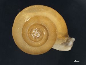  ( - 7833)  @11 [ ] Copyright (2013) Unspecified, Natural History Museum of Vienna Natural History Museum of Vienna