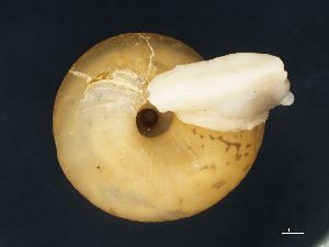  ( - 7833)  @11 [ ] Copyright (2013) Unspecified, Natural History Museum of Vienna Natural History Museum of Vienna