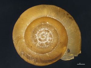  ( - AL_7971)  @11 [ ] Copyright (2013) Unspecified, Natural History Museum of Vienna Natural History Museum of Vienna