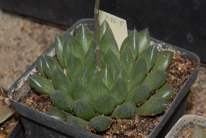  (Haworthia cooperi var. gordoniana - BHD130)  @11 [ ] Unspecified (default): All Rights Reserved  Unspecified Unspecified