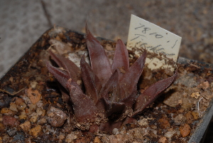  (Haworthia retusa - BHD164)  @11 [ ] Unspecified (default): All Rights Reserved  Unspecified Unspecified