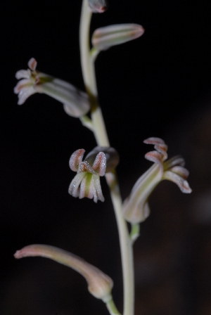  (Haworthia limifolia - BHD174)  @11 [ ] Unspecified (default): All Rights Reserved  Unspecified Unspecified