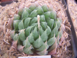  (Haworthia decipiens var. pringlei - BHD196)  @11 [ ] Unspecified (default): All Rights Reserved  Bruce Bayer Unspecified