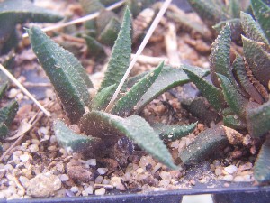  (Haworthia scabra - BHD199)  @11 [ ] Unspecified (default): All Rights Reserved  Bruce Bayer Unspecified