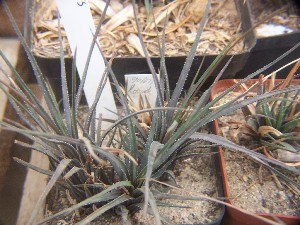  (Haworthia wittebergensis - BHD200)  @11 [ ] Unspecified (default): All Rights Reserved  Bruce Bayer Unspecified