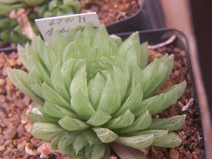  (Haworthia gracilis var. picturata - BHD202)  @11 [ ] Unspecified (default): All Rights Reserved  Bruce Bayer Unspecified