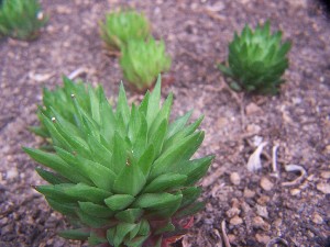  (Haworthia pulchella var. globifera - BHD206)  @11 [ ] Unspecified (default): All Rights Reserved  Bruce Bayer Unspecified